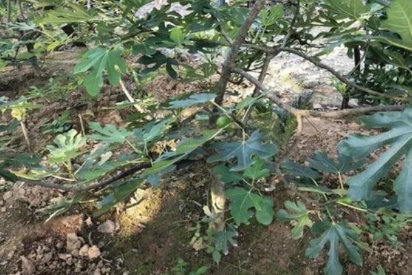 无花果树会开花吗，无花果树会开花