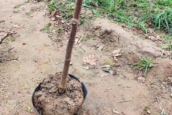 无花果树会开花吗，无花果树会开花