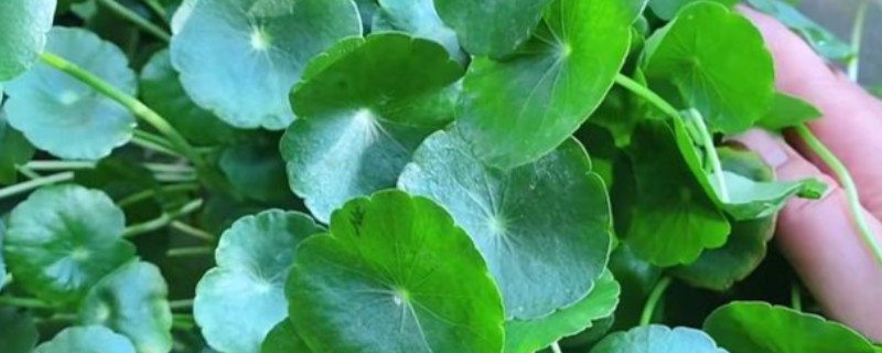 水培铜钱草怎么养，选择干净的水质