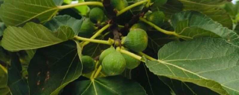 无花果树会开花吗，无花果树会开花