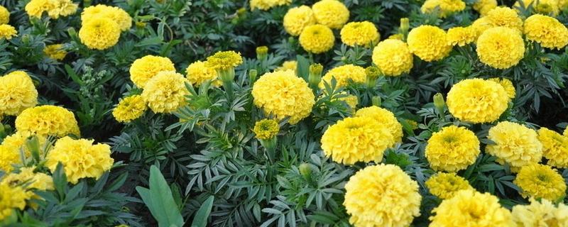 万寿菊的养殖方法，最佳生长温度在15-30度