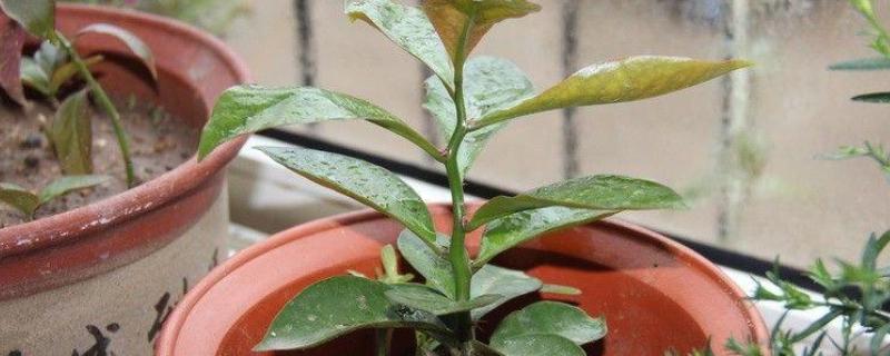 叶仙的扦插时间，可以在叶仙生长期进行扦插