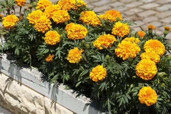 万寿菊的养殖方法，最佳生长温度在15-30度