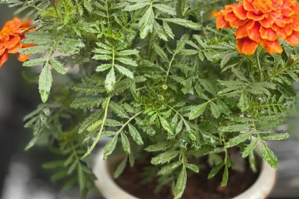 万寿菊的养殖方法，最佳生长温度在15-30度