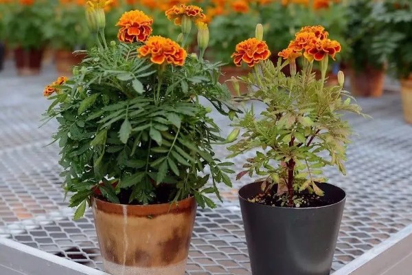 万寿菊的养殖方法，最佳生长温度在15-30度