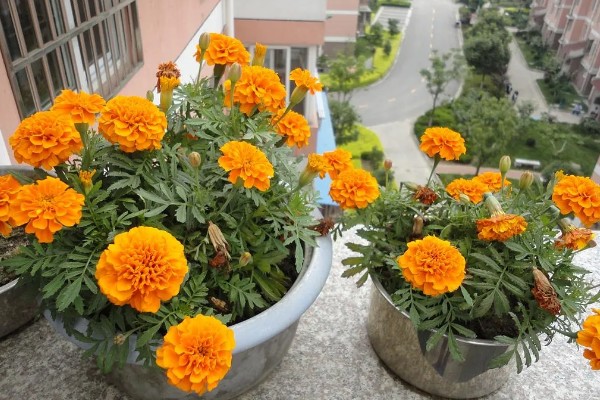 万寿菊的养殖方法，最佳生长温度在15-30度