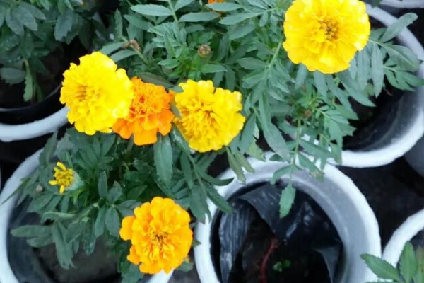 万寿菊的养殖方法，最佳生长温度在15-30度