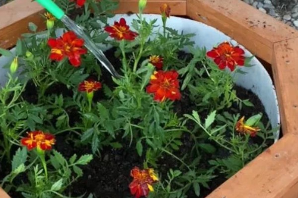 万寿菊的养殖方法，最佳生长温度在15-30度