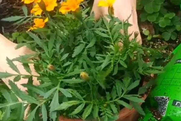 万寿菊的养殖方法，最佳生长温度在15-30度