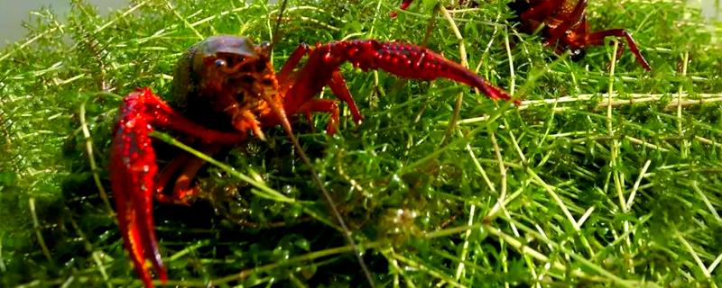 养龙虾要注意哪些问题，食物以新鲜小杂鱼、田螺为主