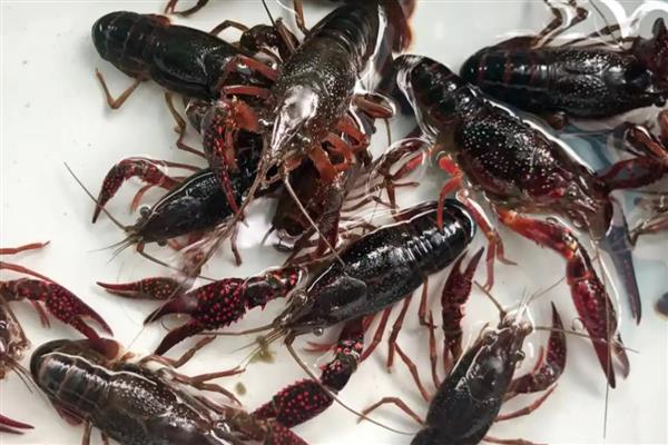 养龙虾要注意哪些问题，食物以新鲜小杂鱼、田螺为主