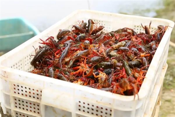 养龙虾要注意哪些问题，食物以新鲜小杂鱼、田螺为主