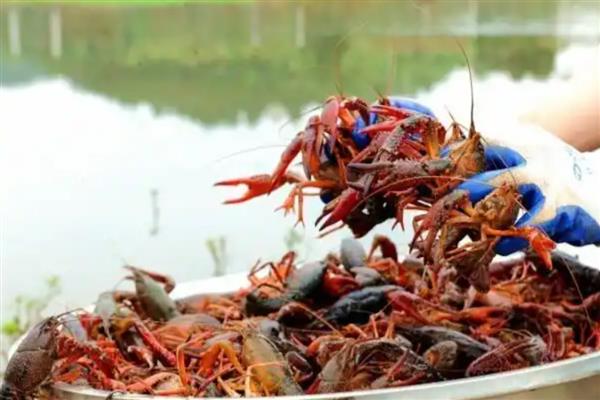 养龙虾要注意哪些问题，食物以新鲜小杂鱼、田螺为主