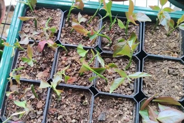 叶仙的扦插时间，可以在叶仙生长期进行扦插