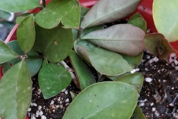 叶仙的扦插时间，可以在叶仙生长期进行扦插