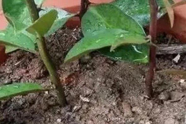 叶仙的扦插时间，可以在叶仙生长期进行扦插