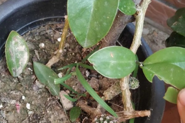 叶仙的扦插时间，可以在叶仙生长期进行扦插