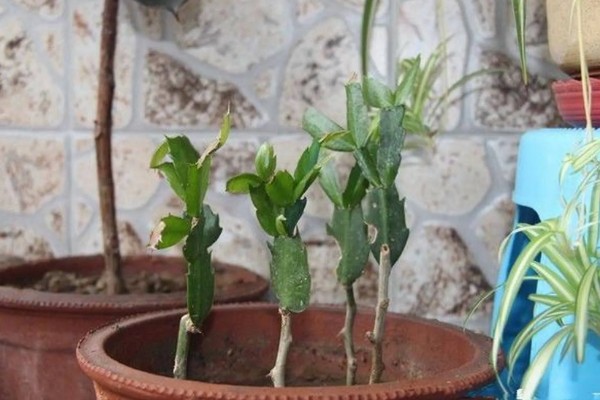 叶仙的扦插时间，可以在叶仙生长期进行扦插