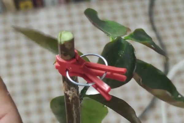 叶仙的扦插时间，可以在叶仙生长期进行扦插