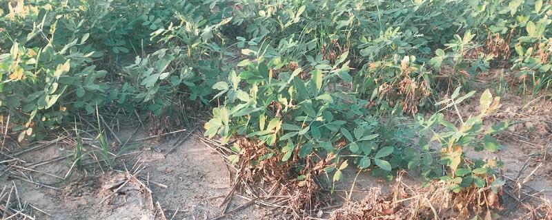 花生新黑地蛛蚧的防治方法，中耕除草可以杀伤部分成虫和幼虫