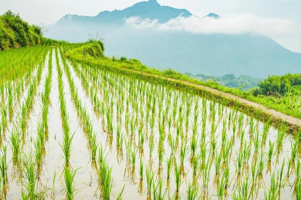云南水稻可以种几季,山地、高原地区是一年一季