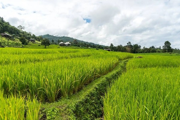 云南水稻可以种几季,山地、高原地区是一年一季