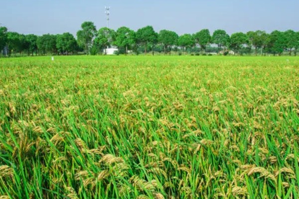 云南水稻可以种几季,山地、高原地区是一年一季