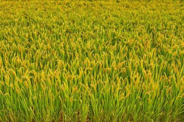 云南水稻可以种几季,山地、高原地区是一年一季