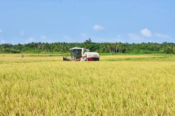 云南水稻可以种几季,山地、高原地区是一年一季