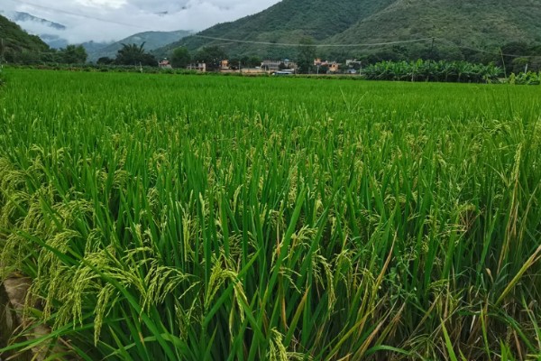 云南水稻可以种几季,山地、高原地区是一年一季