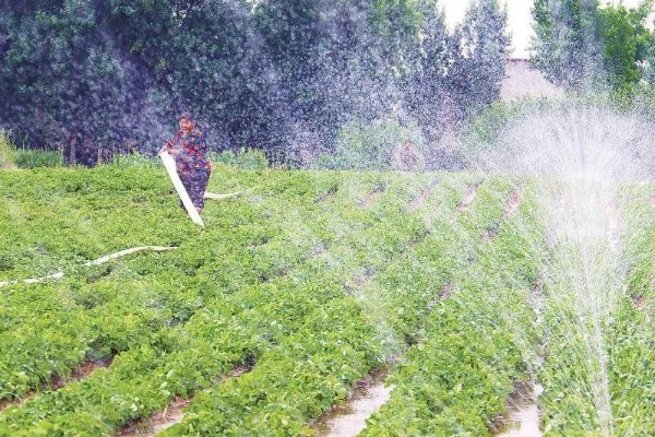 花生新黑地蛛蚧的防治方法,中耕除草可以杀伤部分成虫和幼虫
