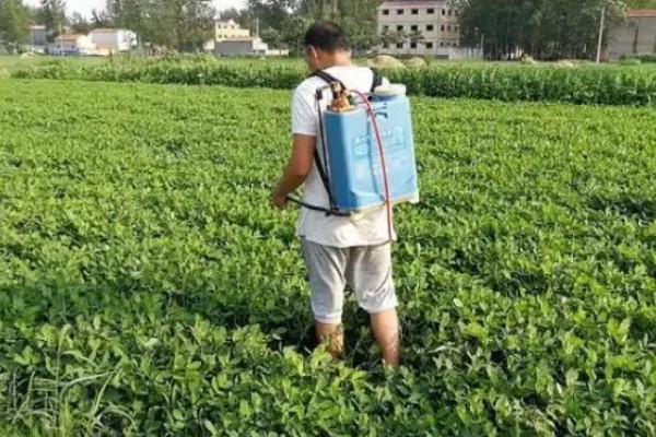 花生新黑地蛛蚧的防治方法,中耕除草可以杀伤部分成虫和幼虫