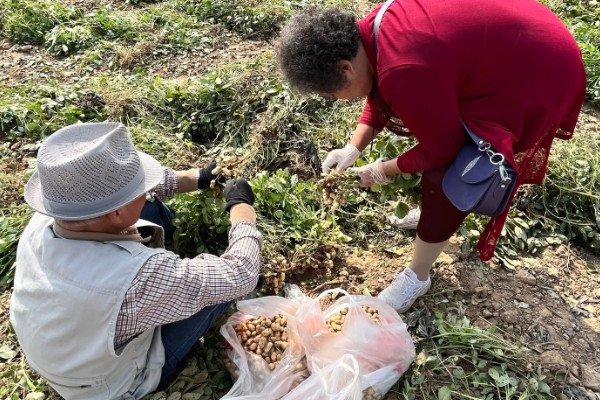 花生新黑地蛛蚧的防治方法,中耕除草可以杀伤部分成虫和幼虫