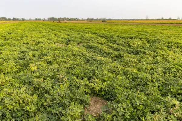 花生新黑地蛛蚧的防治方法,中耕除草可以杀伤部分成虫和幼虫