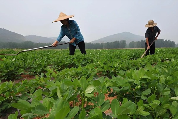 花生新黑地蛛蚧的防治方法,中耕除草可以杀伤部分成虫和幼虫