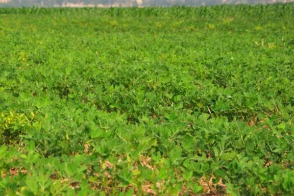 花生新黑地蛛蚧的防治方法,中耕除草可以杀伤部分成虫和幼虫