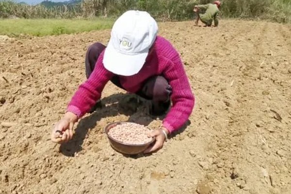 花生新黑地蛛蚧的防治方法,中耕除草可以杀伤部分成虫和幼虫