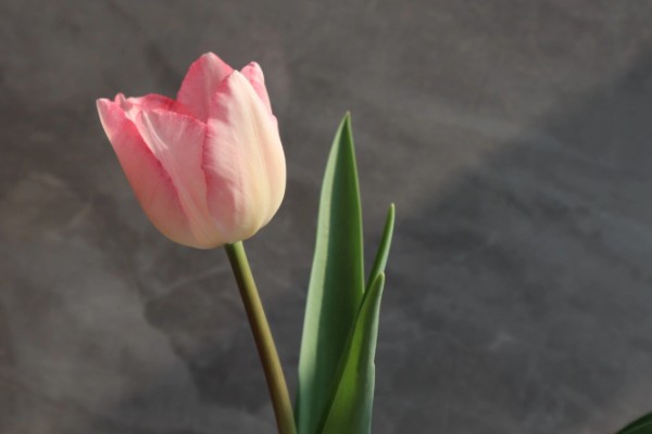 郁金香代表的花语，不同的朵数代表不同的寓意