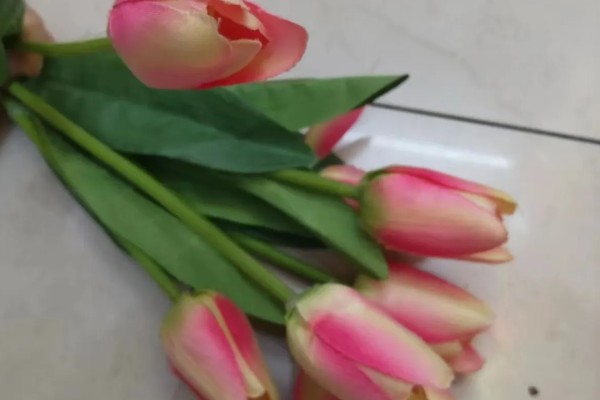 郁金香代表的花语，不同的朵数代表不同的寓意