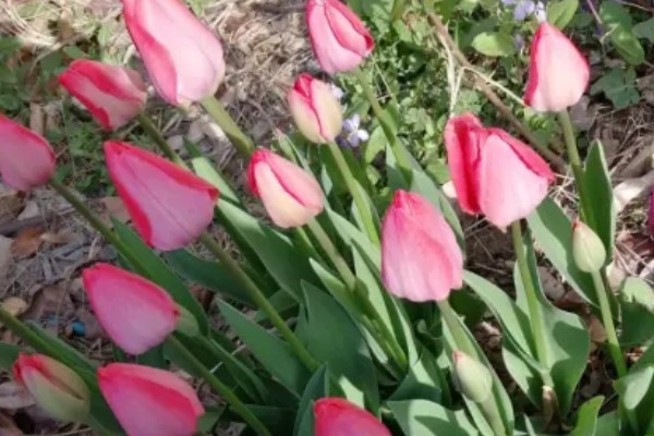 郁金香代表的花语，不同的朵数代表不同的寓意