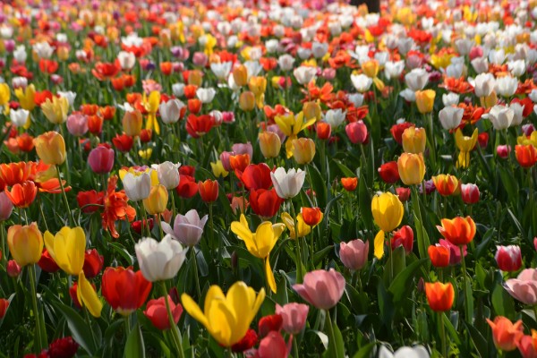 郁金香代表的花语，不同的朵数代表不同的寓意