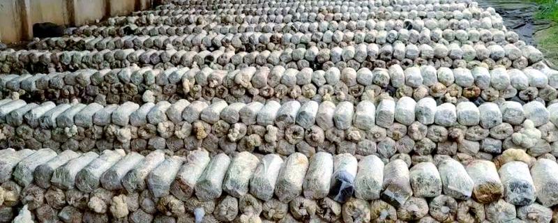 猴头菇的亩产量，产量约为500kg左右