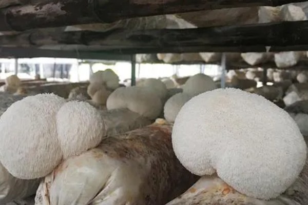 猴头菇的亩产量，产量约为500kg左右