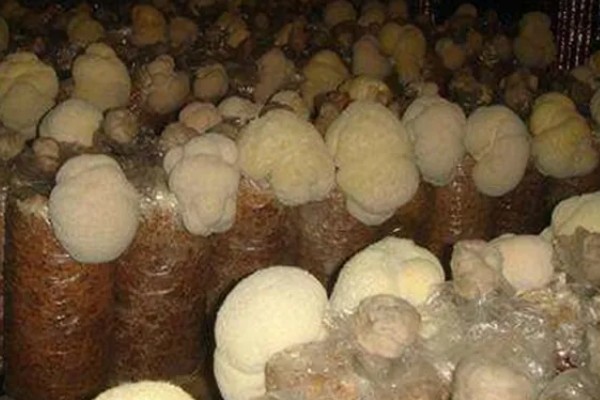 猴头菇的亩产量，产量约为500kg左右