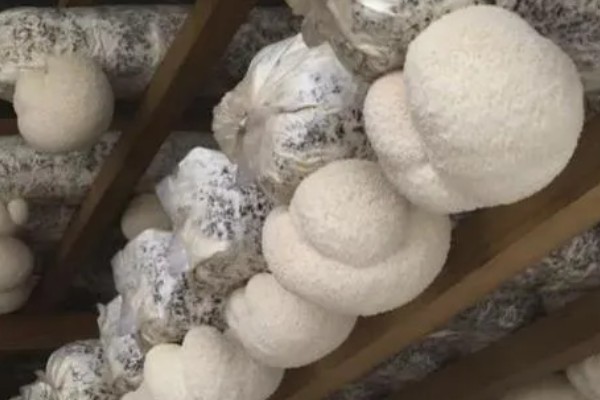 猴头菇的亩产量，产量约为500kg左右