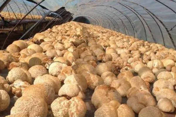 猴头菇的亩产量，产量约为500kg左右