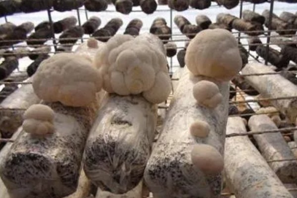 猴头菇的亩产量，产量约为500kg左右