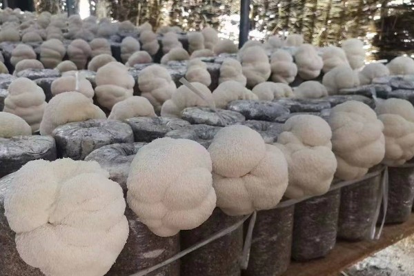 猴头菇的亩产量，产量约为500kg左右