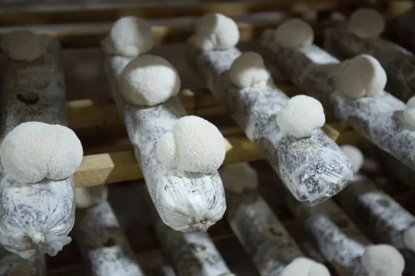 猴头菇的亩产量，产量约为500kg左右