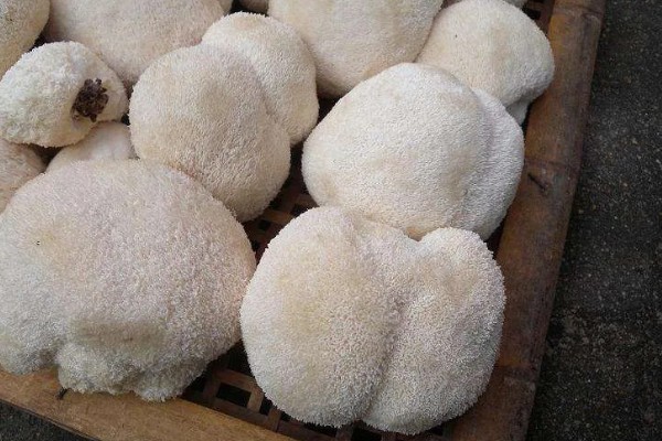 猴头菇的亩产量，产量约为500kg左右